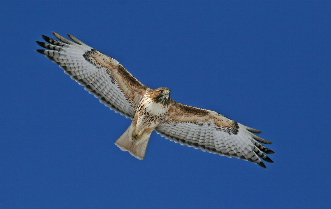 The Birds – Coastal Raptors