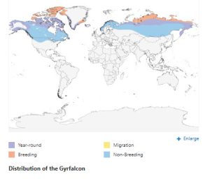 Monitoring Gyrfalcon Nesting in Norway – Coastal Raptors